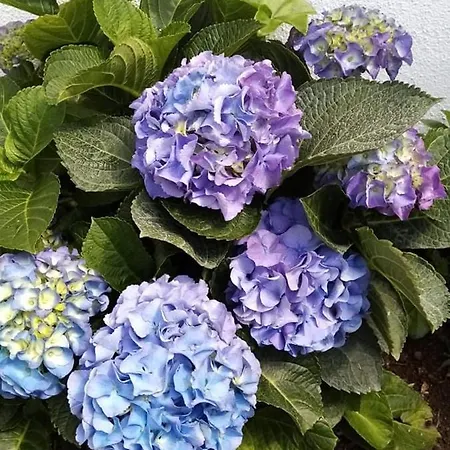 Ribeira Da Praia House Holiday home *