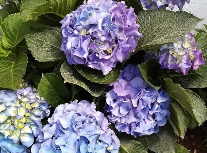 Ribeira Da House Casa de Férias *